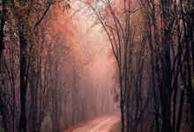 拉尔维阿里扎表现亮眼，球队前景看好